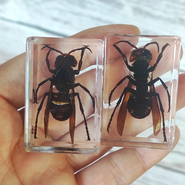 Get 1 piece Real insect bee small insect Taxidermy In  Resin block  Charms Insect teaching specimens. small ornaments