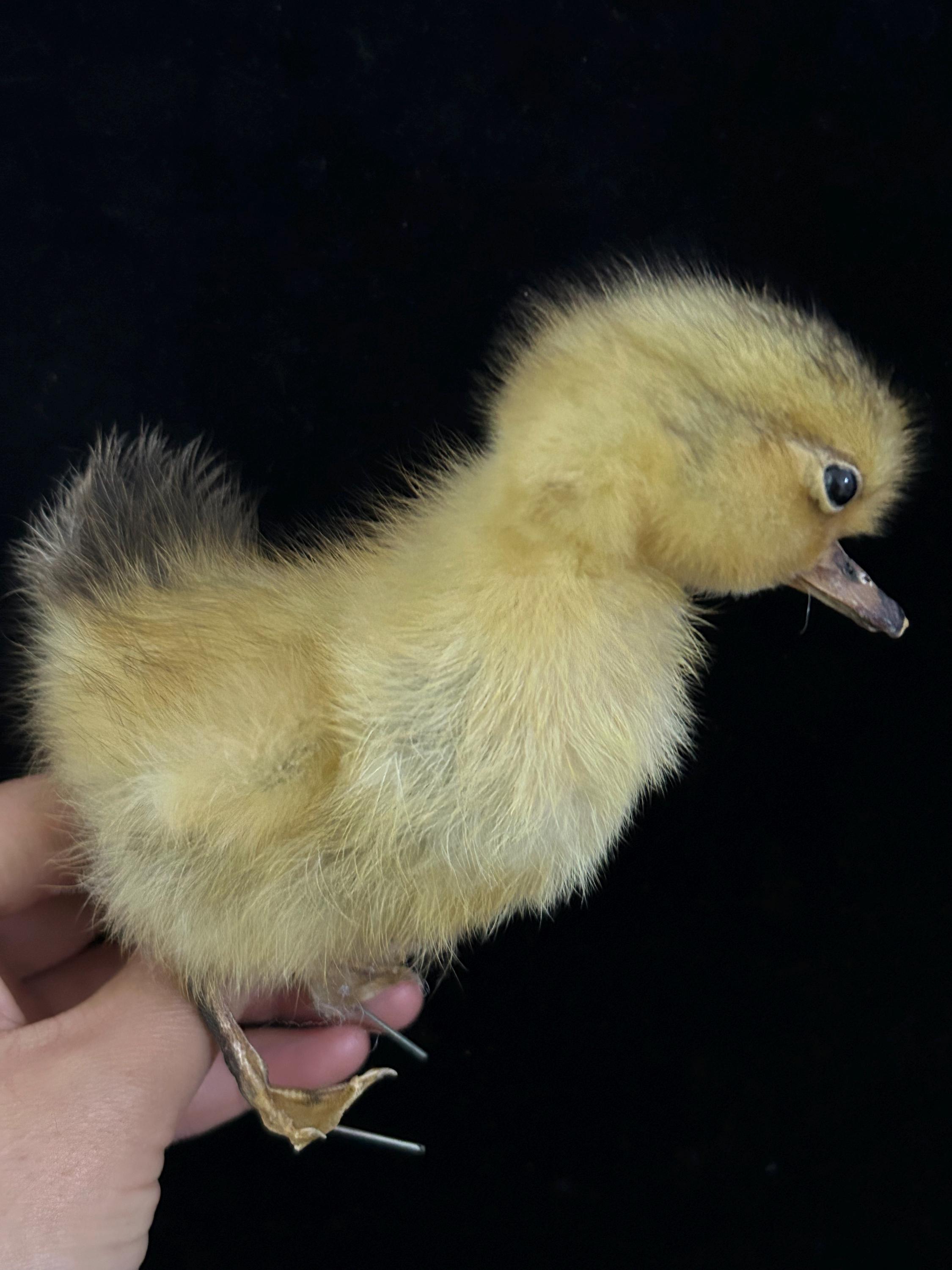 ベルギーアヒルヴィンテージ剥製 剥製アヒルの赤ちゃんアヒルの子、黄色いアヒルの子、本物の赤ちゃん