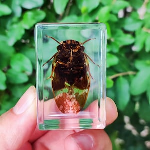 Puede incluir: Una cigarra preservada, encapsulada en un bloque de resina transparente y rectangular. El insecto tiene un cuerpo marrón oscuro con marcas verdes y naranjas en sus alas. El bloque de resina se sostiene contra un fondo de follaje verde.