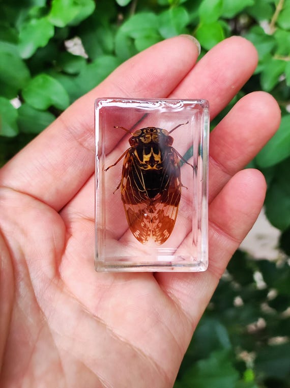本物の野生の昆虫蝉の剥製を1つ手に入れよう。樹脂ブロックのチャーム