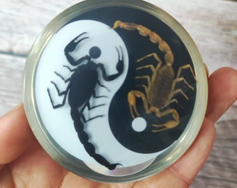 Real Scorpion Bagua Yin /Yang Taxidermy In Resin block Charms Transparent small ornaments Dead Bug Oddities Curiosities Home Gothic Artwork