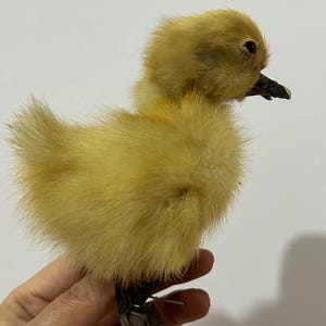 Op de afbeelding: Een pluizig, geel eendekuiken met een donkere snavel en kleine zwarte ogen. De zachte veren van het kuiken zijn heldergeel en het wordt zachtjes vastgehouden. De afbeelding is goed belicht en benadrukt de kenmerken van het kuiken.