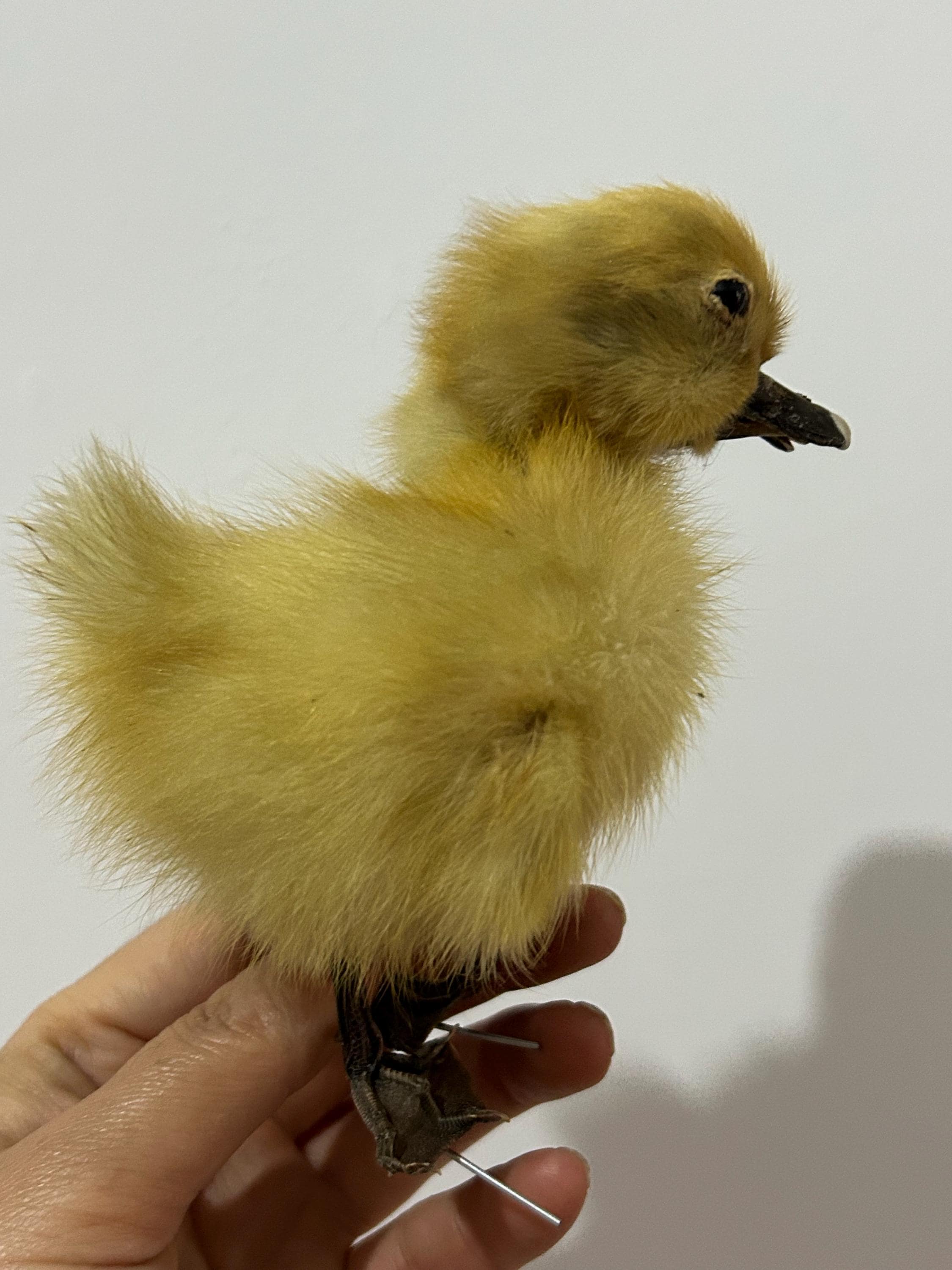 ベルギーアヒルヴィンテージ剥製 剥製アヒルの赤ちゃんアヒルの子、黄色いアヒルの子、本物の赤ちゃん
