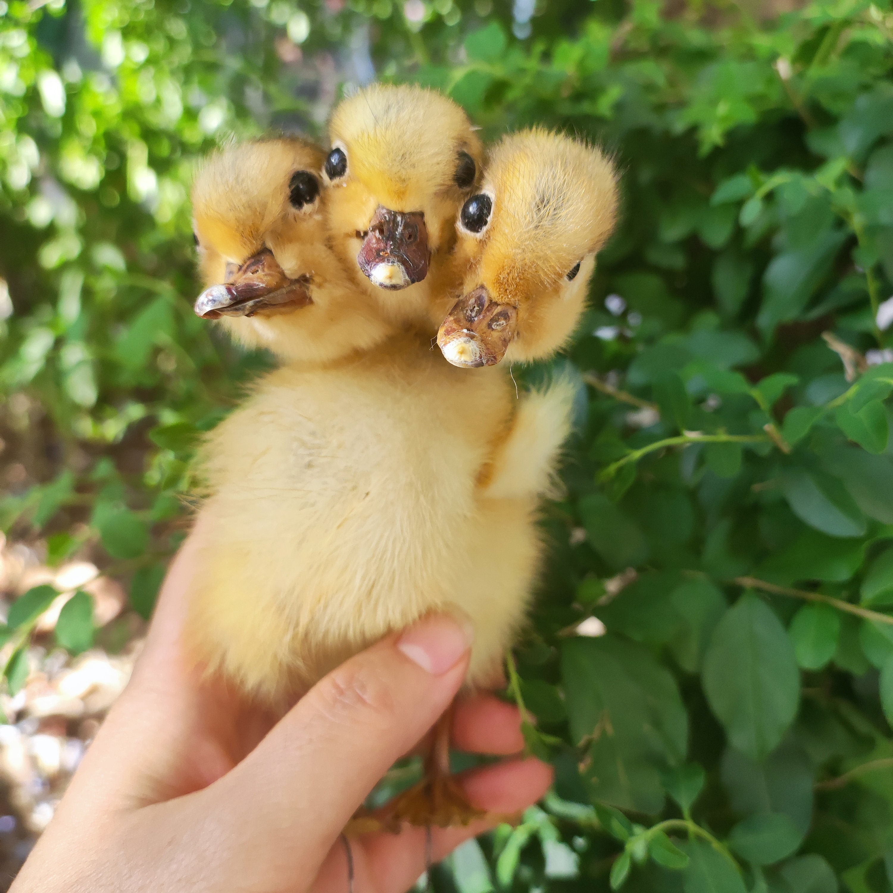 ぬいぐるみ 三つ頭 赤ちゃんアヒルの剥製 オーナメント