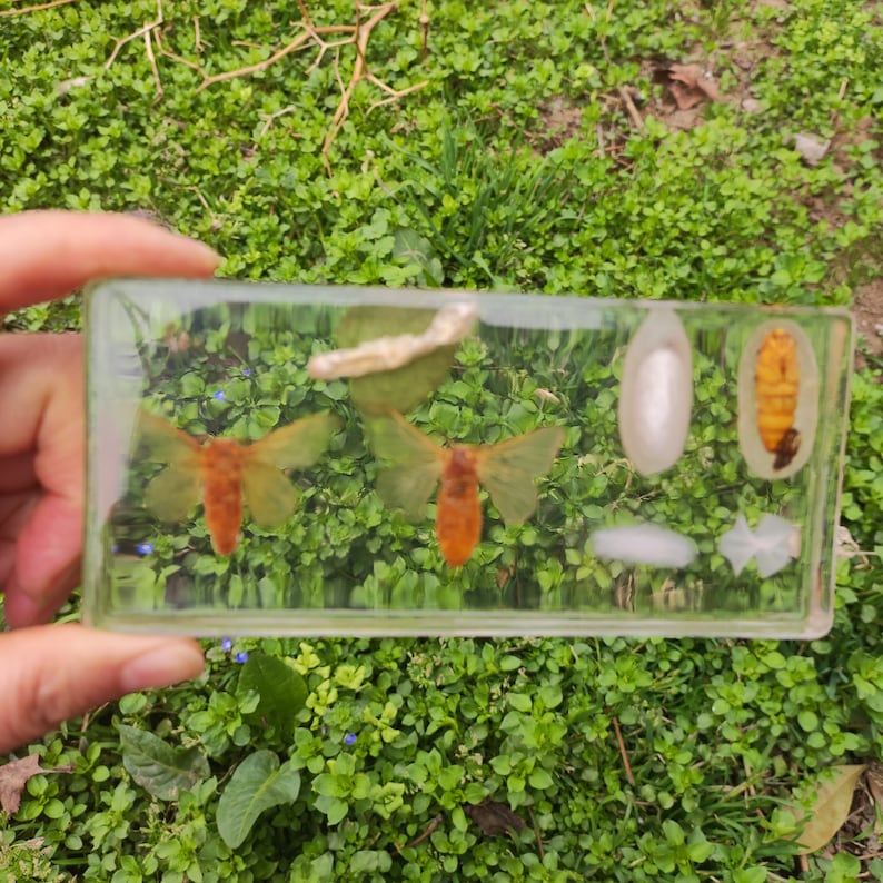 Real Crystal A Brief History of Silkworm Growth Teaching Specimen ...
