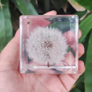 May include: A clear, square resin block containing a white dandelion clock. The fluffy seeds are tightly packed, with a brown stem at the bottom. The block is held in a hand, with green leaves in the background. The block is approximately 5 cm square.