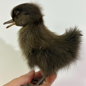 Op de afbeelding: Een close-up van een pluizig, bruin eendekuiken met een kleine snavel en donkere ogen. Het eendekuiken wordt in een hand gehouden, waarbij de zachte, donzige veren worden getoond. Het eendekuiken is een jonge vogel, waarschijnlijk een huisdier of boerderijdier.