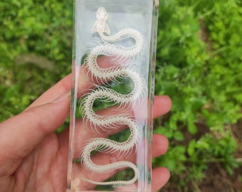 Get 1 Real snake skeleton Taxidermy In Resin block Charms Transparent small ornaments Dead Bug Oddities Curiosities Home Gothic Artwork