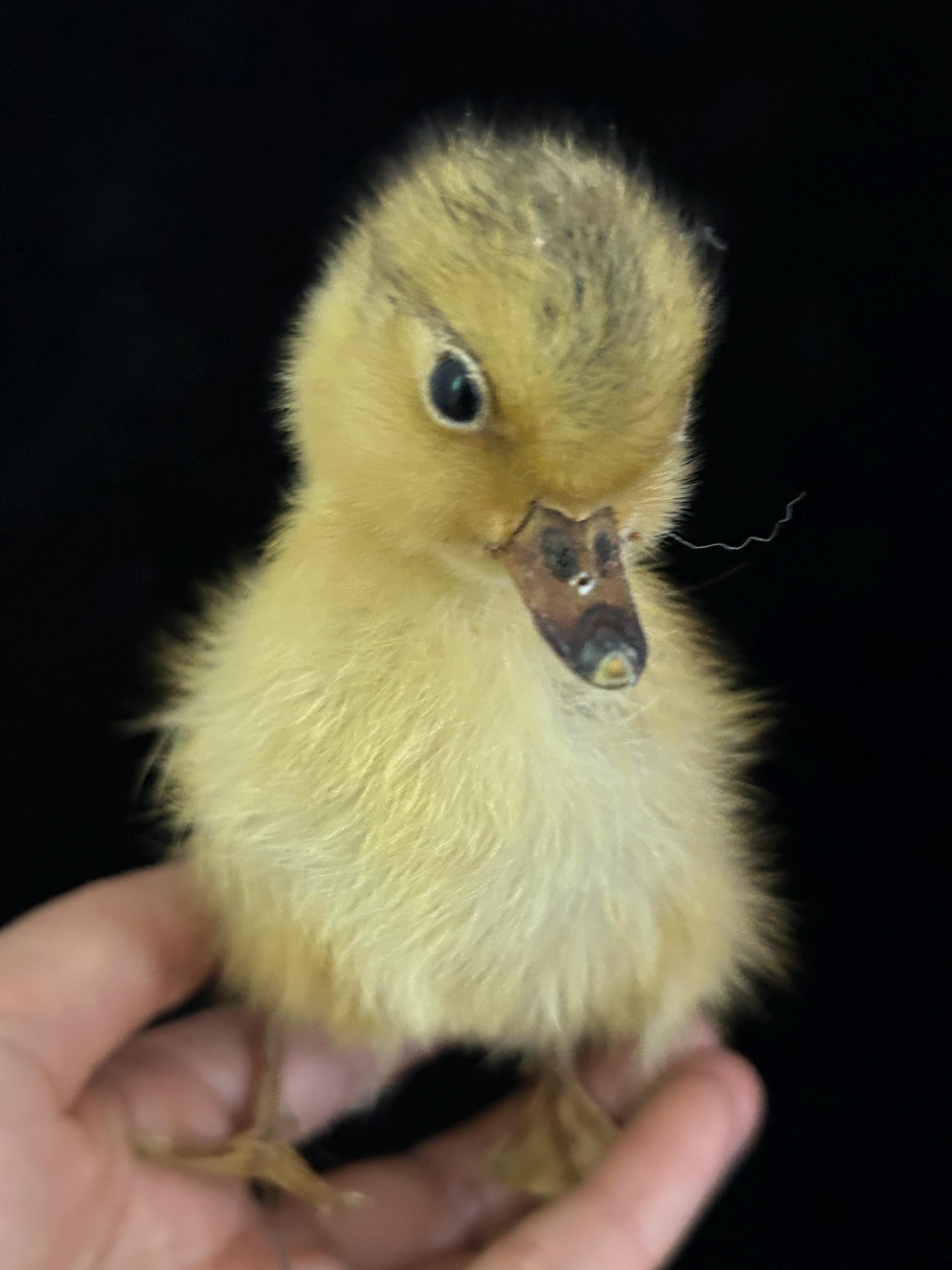 ベルギーアヒルヴィンテージ剥製 剥製アヒルの赤ちゃんアヒルの子、黄色いアヒルの子、本物の赤ちゃん