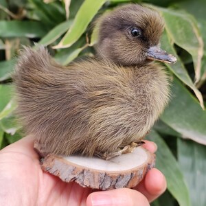 以下が含まれることがあります： 茶色とベージュの羽毛、暗い目、小さなクチバシを持つ、ふわふわとした若いアヒルの子。小さな木の輪切りに止まっています。アヒルの子の羽毛は柔らかく、質感があります。背景には緑の葉があります。