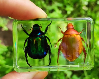 Get 1 Real Insect two beetles Taxidermy In Resin block Charms Transparent small ornament Dead Bug Oddities Curiosities Home Gothic Artwork