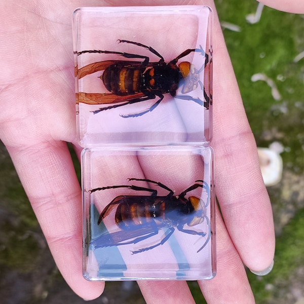 Obtener 1 Real lindo pequeño BEE Taxidermia en bloque de resina Encantos Pequeños adornos transparentes Dead Bug Rarezas Curiosidades Inicio Obras de arte góticas