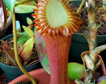 Nepenthes edwardsiana (red) 1 plant for home and garden