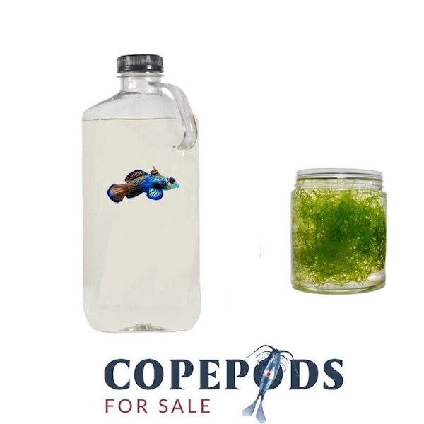 Refugium Starter Kit 32oz Copepods 3 Species Mix, 1 Cup Clean Chaeto + Free Ship