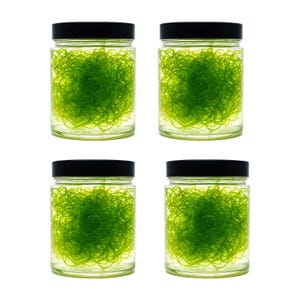 May include: Four glass jars with black lids, each containing vibrant green, swirling plant material. The jars are arranged in a square against a white backdrop. The contents appear to be a type of aquatic plant, possibly algae.