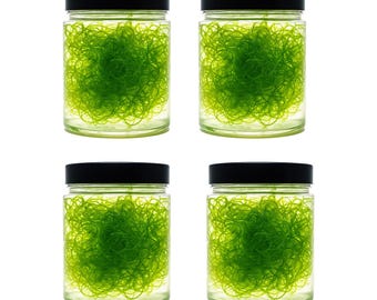 4 Cups Clean Chaetomorpha Macroalgae – Refugium • Free Fast Shipping