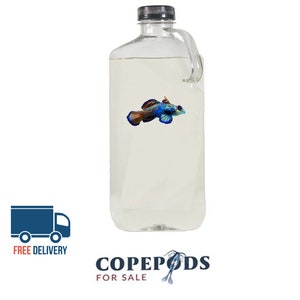 32oz Copepods - Free Fast Shipping - With phyto in bottle, 4 Species!