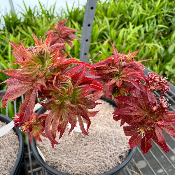 Acer palmatum 'Kurenai jishi' Dwarf Japanese Maple