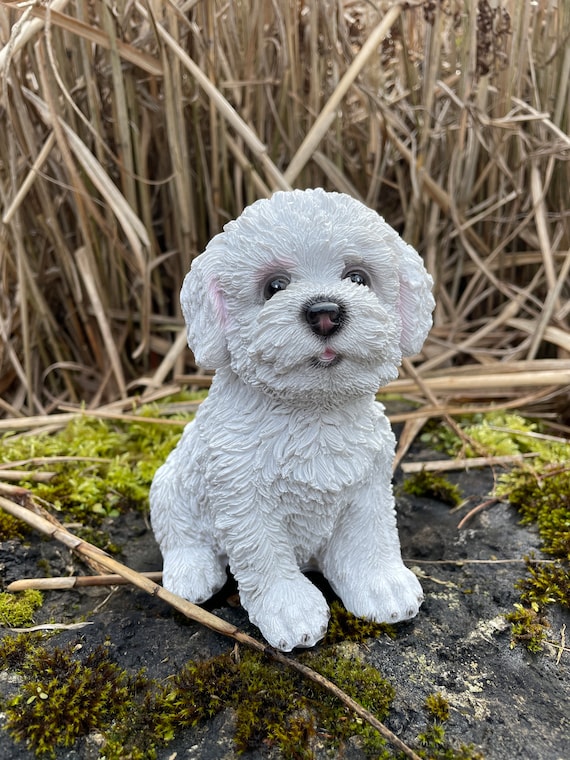 Bichon Frisé – Der Flauschige Hund