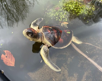 Wasserschildkröte Deko Teich Kleine Gartenfigur Reptil