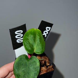Exact plant- Doc F2 x Besseae aff, Anthurium Hybrid, Dark anthurium, Besseae