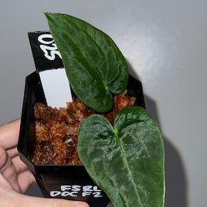 Exact plant- FSRL X Doc Block F2, Anthurium Hybrid, Dark anthurium, Fort Sherman