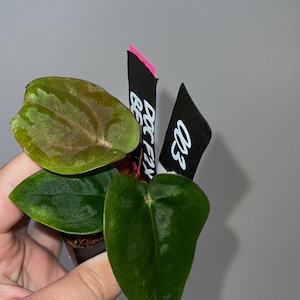 Exact plant- Doc F2 x Besseae aff, Anthurium Hybrid, Dark anthurium, Besseae