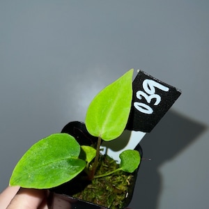 Exact SEEDLING-NSE Red Crystallinum X Carla) X (Forgetii X BVEP) Anthurium Community Seedling, Dark Anthurium Hybrid