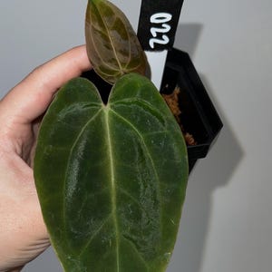 Exact plant- FSRL X Doc Block F2, Anthurium Hybrid, Dark anthurium, Fort Sherman