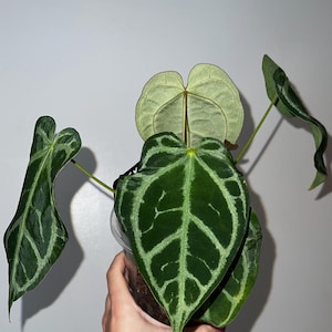 Exact plant- Double Headed Red Crystal x Magnificum hybrid, Dark Anthurium Hybrid
