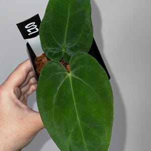 Exact plant- FSRL X Doc Block F2, Anthurium Hybrid, Dark anthurium, Fort Sherman