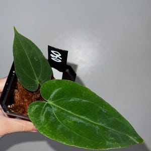 Exact plant- FSRL X Doc Block F2, Anthurium Hybrid, Dark anthurium, Fort Sherman