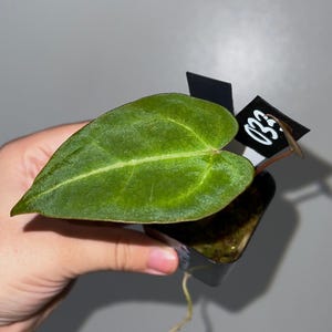Exact SEEDLING-Forgetii