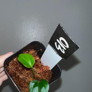 Exact plant- FSRL X (Carla X RLFS), Anthurium Hybrid, Dark anthurium, Fort Sherman