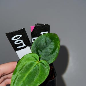 Exact plant- Doc F2 x Besseae aff, Anthurium Hybrid, Dark anthurium, Besseae