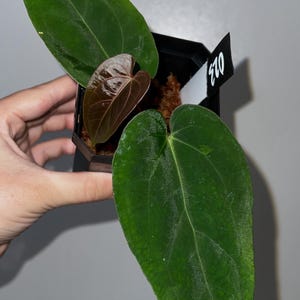 Exact plant- FSRL X Doc Block F2, Anthurium Hybrid, Dark anthurium, Fort Sherman