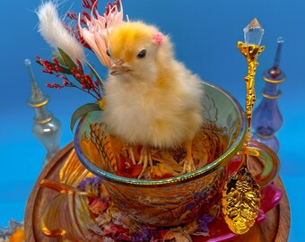 Taxidermy Baby Chicken in Vintage Carnival Glass Cup