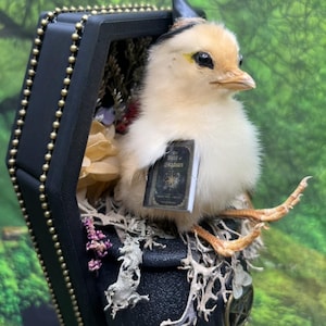May include: A fluffy, light yellow chick wearing a tiny witch's hat and holding a miniature book titled "Book of Shadows." The chick is nestled inside a black coffin-shaped box with gold bead trim, atop a black cauldron with a pentagram. Dried flowers and moss surround the chick.