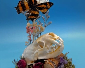 Real Mink Skull and Preserved Jester Butterfly in Display Dome