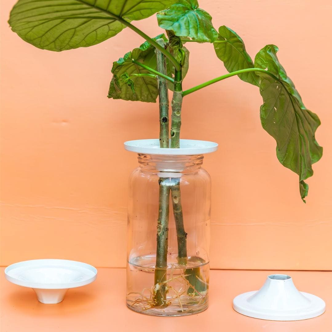 eibe formgehlz kaufen Eibe Gro Bonsai