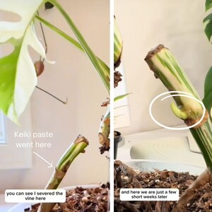 Keiki Paste Kloon orchideeën en kamerplanten zoals Monsteras, Philodendron, Pothos en meer afbeelding 4