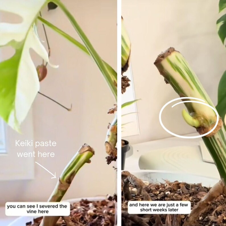 Pâte Keiki Clonez des orchidées et des plantes d'intérieur comme des Monsteras, des Philodendron, des Pothos et plus image 4