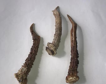 Juego de tres astas de corzo desprendidas naturalmente: auténtico hueso silvestre para decoración, manualidades y exhibición de colección.