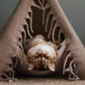 May include: A brown tabby cat with green eyes is upside down inside a brown, fringed, fabric hammock.