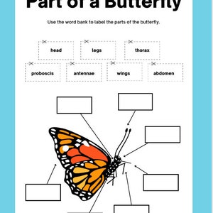 May include: A black and orange butterfly with its wings spread out. The butterfly's body parts are labeled with the words 'head', 'thorax', 'abdomen', 'legs', 'antennae', 'wings', and 'proboscis'.