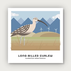 May include: Illustration of a long-billed curlew bird with a long, curved beak standing in a field with mountains and wind turbines in the background. The text "LONG-BILLED CURLEW" and "numenius americanus" is below the bird.