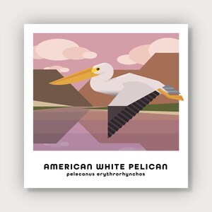May include: A white American White Pelican with a yellow beak flies over a pink and brown landscape with clouds in the background. The text "AMERICAN WHITE PELICAN" and "pelecanus erythrorhynchos" is below the bird.
