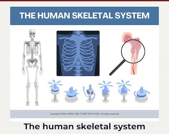 Skelettsystemet aktivitetsbok för barn Skelettsystemet lektion Aktivitetsbok Mänskligt skelett anatomistudie Mänskligt skelett och ben Hemundervisning