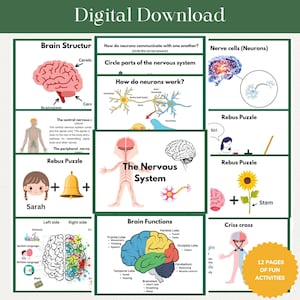 May include: A colorful educational chart about the human nervous system. The chart includes illustrations of the brain, neurons, and the nervous system. It also includes activities like word puzzles and a brain function diagram.