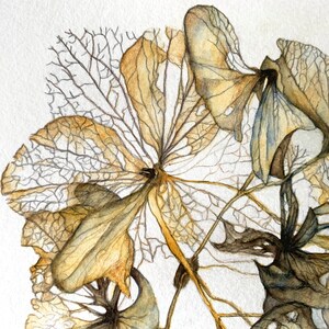 Getrocknete Hortensienblüte Original Aquarell mit Buntstiftzeichnung Unikat Bild 4